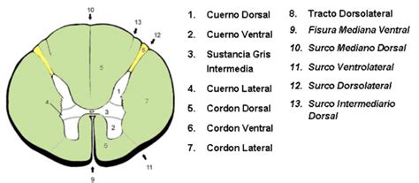 Esquema transversal de la médula espinal mostrando la disposición de las astas, los surcos y la salida de las raíces nerviosas (dorsal y ventral)