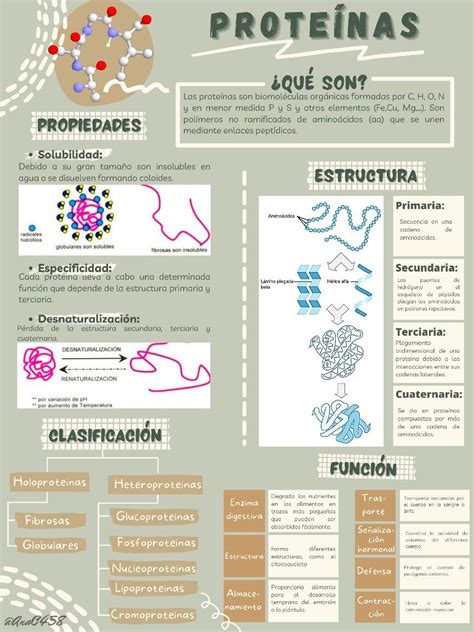 infografía con la estructura ideal de una ensalada: base verde, proteínas, vegetales de temporada, frutas, frutos secos y aliños