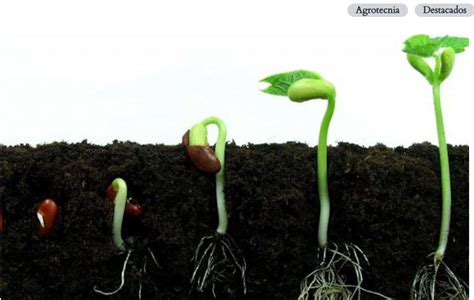 Diagrama del proceso de germinación controlada de cereales