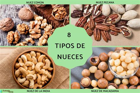 Ilustración mostrando diferentes calibres de nueces de nogal.