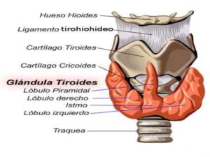 Ilustración anatómica de la nuez de Adán y su estructura.