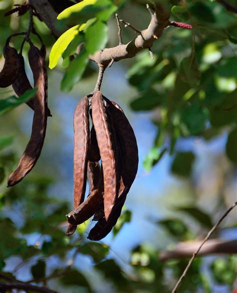 Esquema visual del algarrobo: desde el árbol y sus vainas hasta la obtención de la harina y la goma de algarroba.