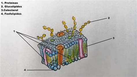Esquema o dibujo de la prueba de la membrana en una masa