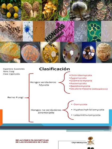 Esquema de la taxonomía del hongo Saccharomyces cerevisiae