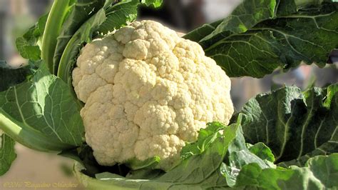 Flores de coliflor cocidas y escurridas, listas para ser procesadas