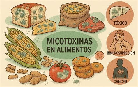 Infografía ilustrando los tipos de micotoxinas (aflatoxinas, ocratoxina A, patulina, etc.) y los alimentos más afectados.
