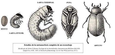 Esquema de las etapas ninfales del insecto
