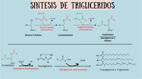 Gráfico mostrando la evolución de los triglicéridos en los grupos de estudio.