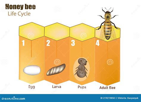 Esquema detallado del ciclo de vida de la abeja (huevo, larva, pupa y adulto)
