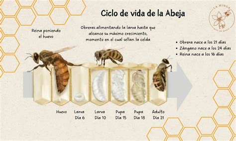 Infografía comparativa de los días de desarrollo para reina, obrera y zángano