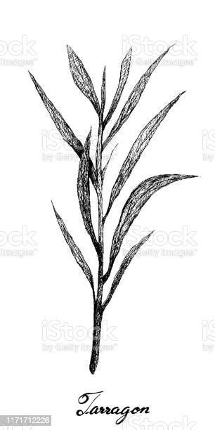 Ilustración botánica de la planta de estragón