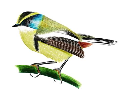 Esquema comparativo de plumajes del Siete Colores y el Azulillo Sietecolores