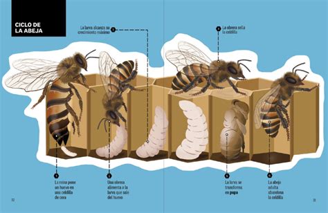 Esquema ilustrativo del proceso de apicultura migratoria en monocultivos industriales frente a la polinización natural en cultivos tradicionales.