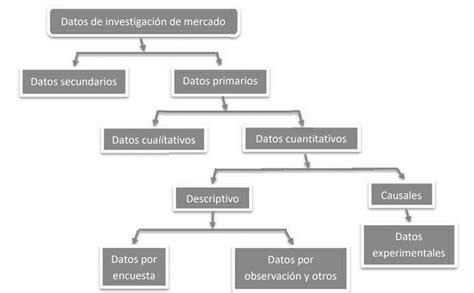 Esquema descriptivo de las características morfológicas y productivas de la oveja Poll Dorset (tamaño, peso, rendimiento carnicero)