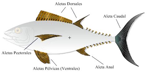 Esquema anatómico de la merluza destacando sus aletas dorsales y forma fusiforme