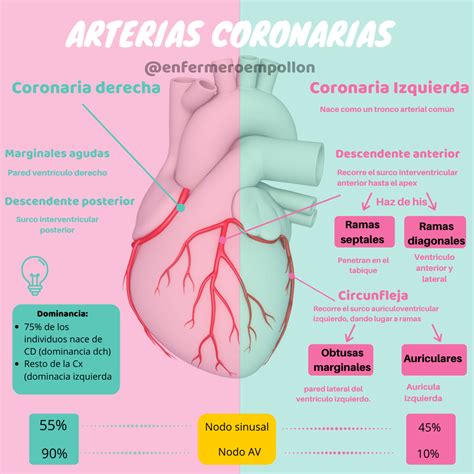 Infografía comparando la evolución de arterias coronarias en un grupo con dieta basada en plantas y otro con dieta estándar