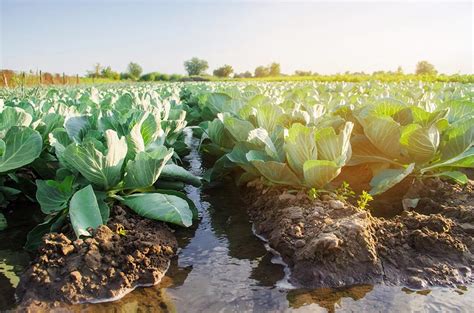 Gráfico comparativo del impacto ambiental del cultivo de lentejas frente a otros cultivos y la producción de carne, destacando menor uso de agua y fertilizantes en las lentejas.