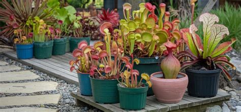 Esquema detallado de los diversos mecanismos de captura de las plantas carnívoras: trampas de pinza, succión, caída y tentáculos adhesivos.