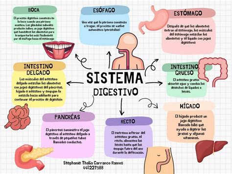 Esquema del sistema digestivo humano y los órganos involucrados en la digestión