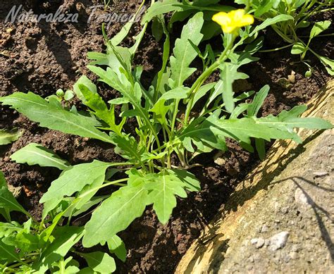 Esquema botánico de la planta de rúcula destacando sus hojas pinnadas y las características flores comestibles.