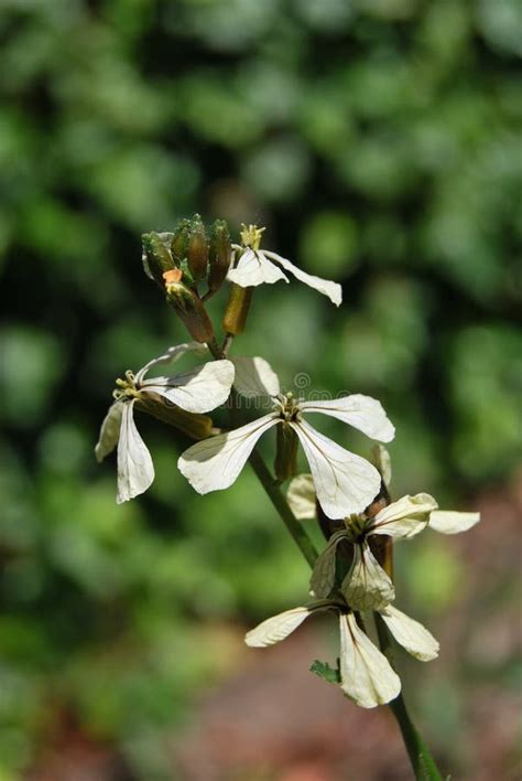 Imagen de primer plano de flores de rúcula en un jardín con insectos polinizadores alrededor.