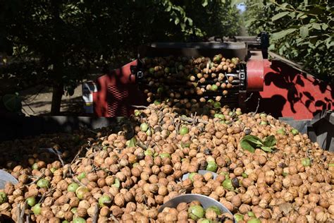 Campo de nogales y cosecha de nueces