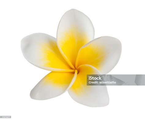 Foto de una flor de Tiaré y coco