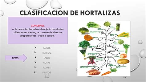 Infografía detallada que ilustra la clasificación de las hortalizas según la parte de la planta (hoja, tallo, raíz, flor, fruto, bulbo, tubérculo)
