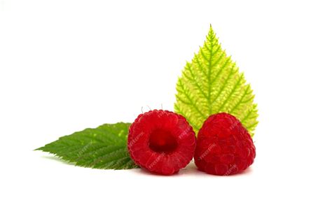 Arbusto de frambuesa Heritage con frutos rojos y hojas verdes