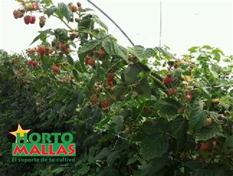 Espaldera con ramas de frambuesa Heritage atadas, mostrando frutos y hojas