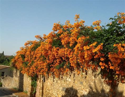 Foto de una pérgola o muro cubierto completamente por la trepadora Bignonia dos hermanas en flor