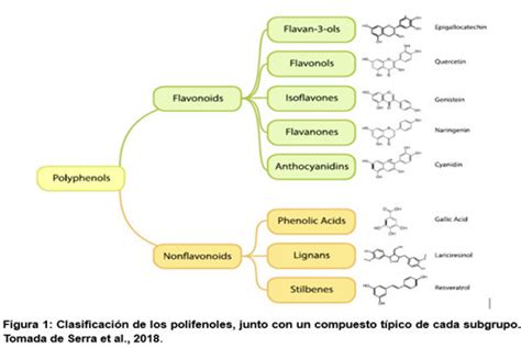 diagrama mostrando el efecto de los polifenoles en la sensibilidad a la insulina