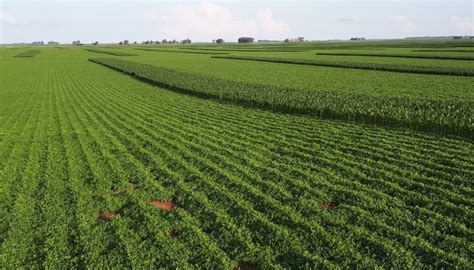 Fotografía de campo de cultivo de maní y frasco de mantequilla de maní producida localmente.