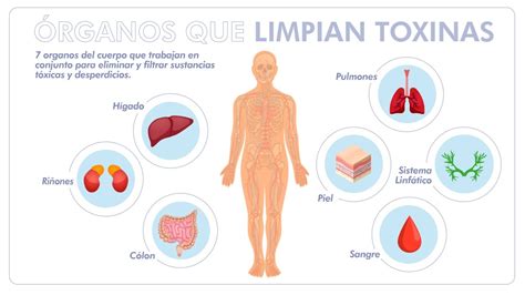 Esquema sobre el proceso de acumulación de toxinas y cómo los jugos naturales ayudan a la depuración hepática y renal.