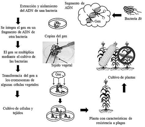 Esquema de un poroto transgénico resistiendo un virus, contrastando con un poroto convencional infectado por el BGMV.