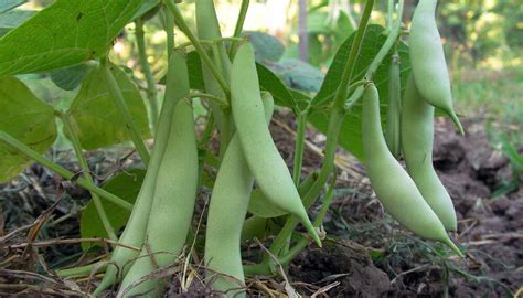 Fotografía de un campo de porotos, mostrando la comparación entre plantas de poroto transgénico sanas y plantas convencionales afectadas por BGMV.