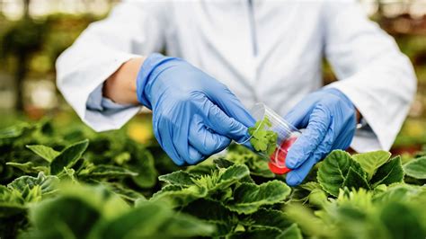 Fotografía del Dr. Francisco Aragão con cultivos transgénicos de lechuga biofortificada y plantas de ricino sin ricina.