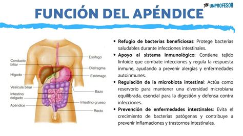 Esquema anatómico que muestra la ubicación del apéndice y el proceso de recuperación digestiva tras su extracción.