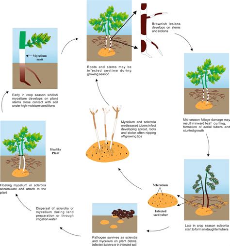 Esquema del ciclo biológico de Rhizoctonia en cultivos hortícolas, mostrando la persistencia en el suelo y la infección de raíces y tallos.