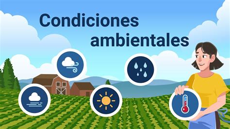 Infografía sobre las condiciones ambientales óptimas (temperatura y humedad) para la proliferación de Rhizoctonia en campo.