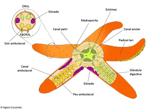 Esquema de la anatomía externa de una estrella de mar