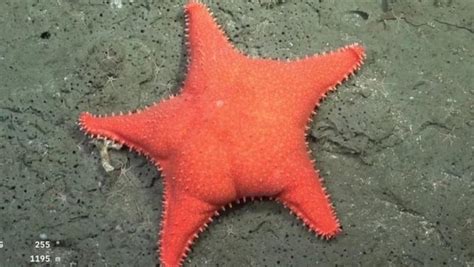 Fotografía de una estrella de mar de color salmón o naranja rojizo