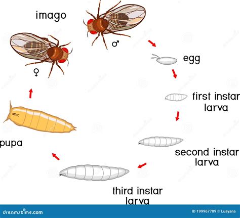 Ilustración del ciclo de vida de una estrella de mar, incluyendo larva y adulto