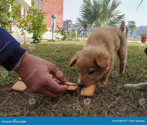 Perro comiendo hierba en un parque