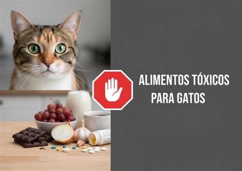 Infografía de alimentos tóxicos para gatos