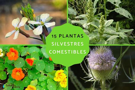 Ilustración de plantas silvestres comestibles