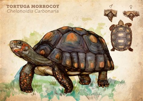 Ilustración de un morrocoy, una tortuga terrestre