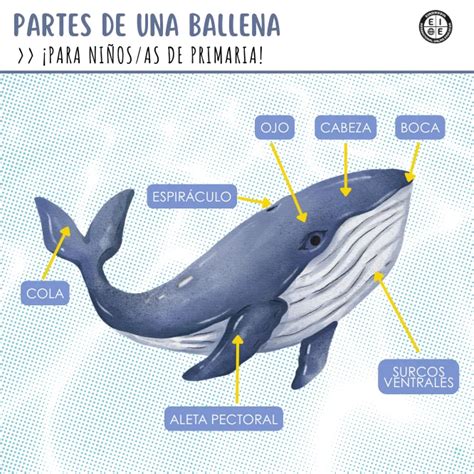 Esquema de la ballena construida con botellas de plástico