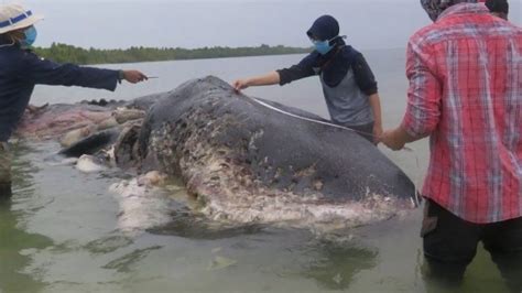 Impactante fotografía de un cachalote muerto con el estómago lleno de plástico