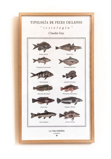 Ilustración antigua de peces chilenos de Claudio Gay